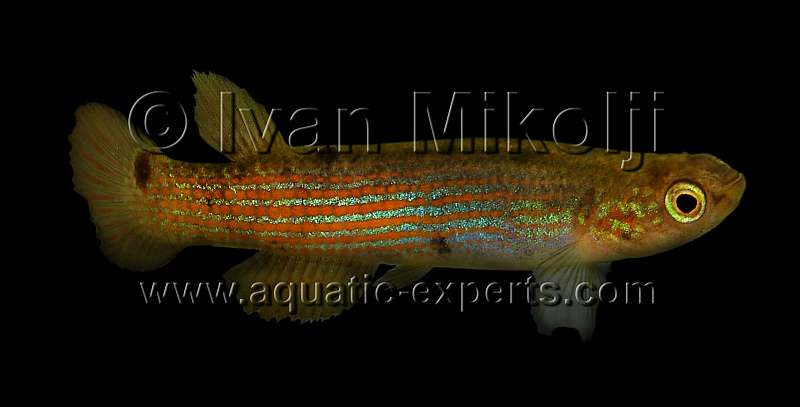 Rivulus sp jungle toboggan